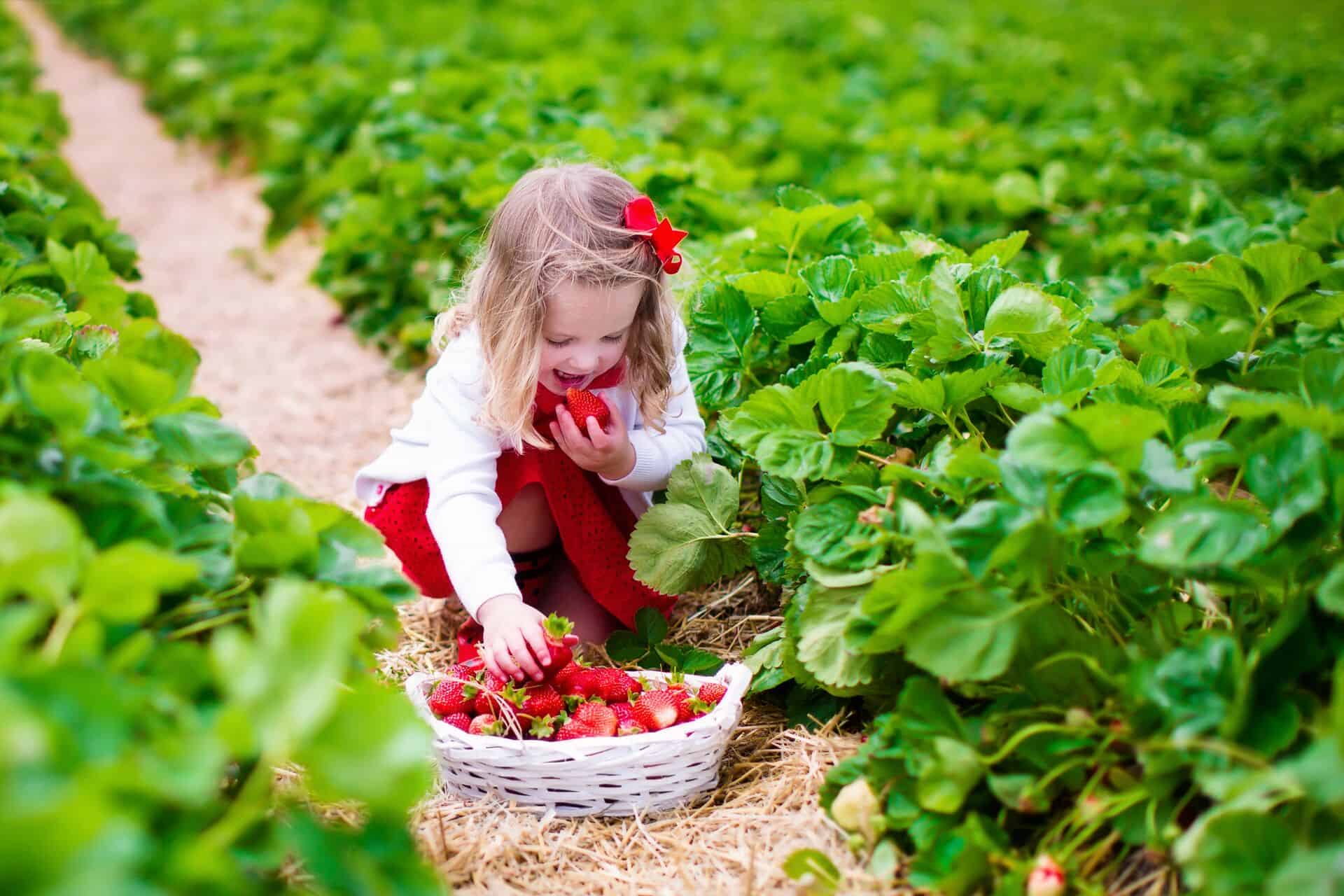 Child picking fresh strawberries in a green field and placing them in a basket.