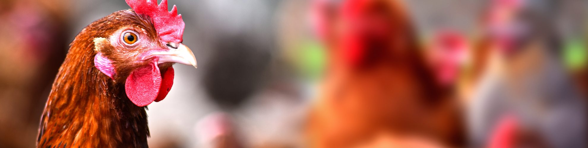 ঐতিহ্যবাহী উন্মুক্ত খামারের মুরগি।.