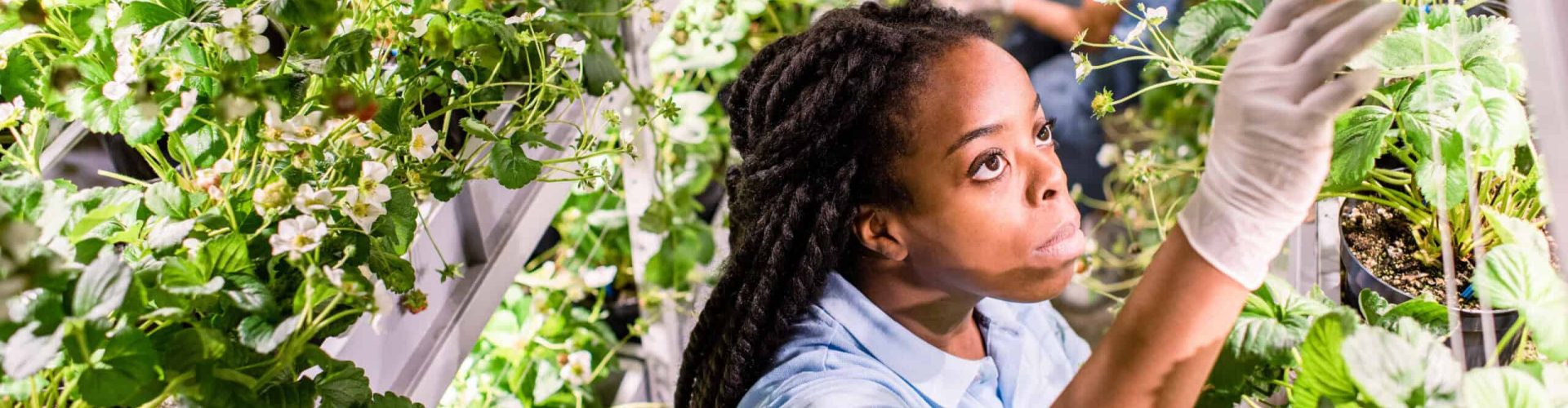 African woman in gloves and workwear looking for ripe strawberries while picking them up in greenhouse