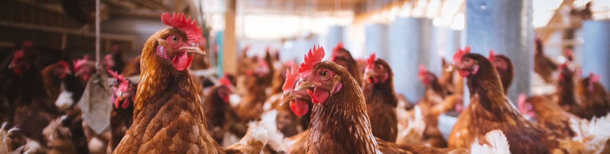 chicken coops producing happy chickens